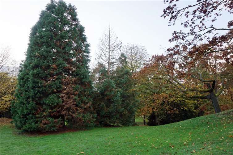 Ein Bergmammutbaum im Volkspark Lützel mit sogenannter Wipfeldürre muss gefällt werden, seine Krone ist bereits kahl. Foto: Stadt Koblenz / Verena Groß