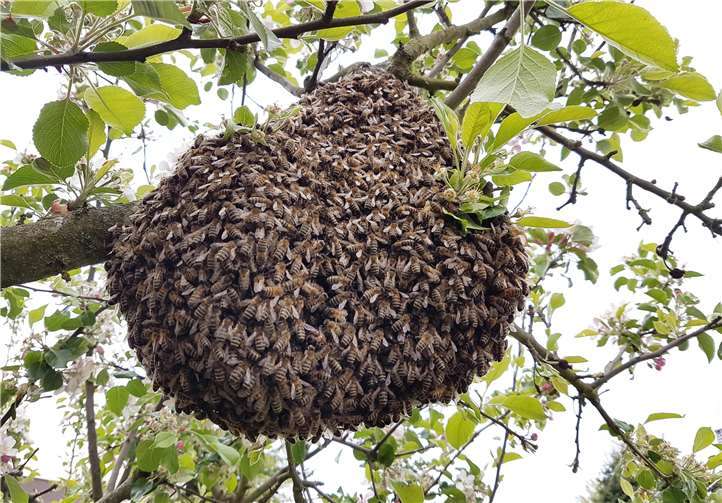 Ein Bienenschwarm im Baum. Foto: Uwe Hüngsberg