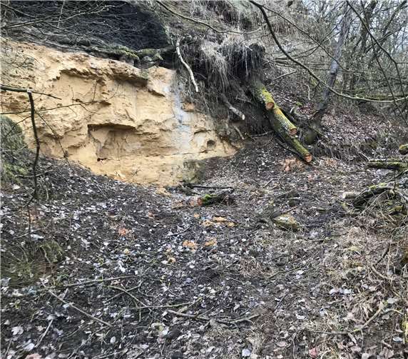 Ein Blick auf die Freischneidung in der Tongrube Mülheim-Kärlich.Quelle: DVG Mendig