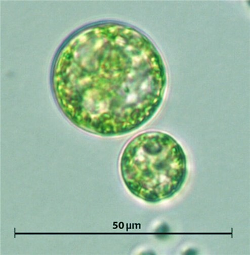 Ein Blick auf die Mikroalgen unter dem Mikroskop.