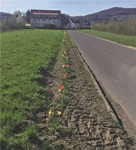 Ein Blumenstreifen schmückt die Ortseinfahrt „Plaidter Straße“. privat