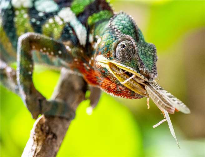 Ein Chamäleon beim Fressen.Foto: Thorsten Silz