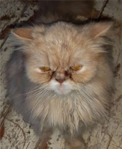 Ein Chip hilft bei der Identifizierung. Das ist hier leider versäumt worden. privat