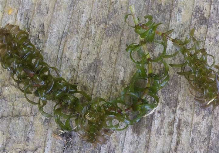 Ein Exemplar von Nutalls Wasserpest (Elodea nuttallii). Foto: Lothar Kalok