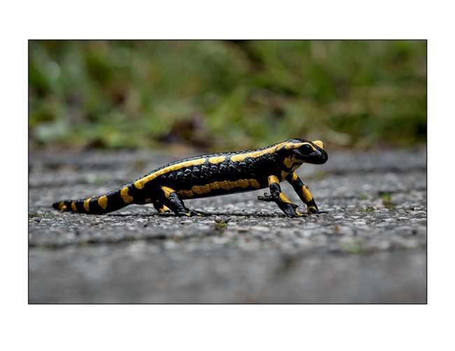 Ein Feuersalamander.  Foto: Karsten Birk