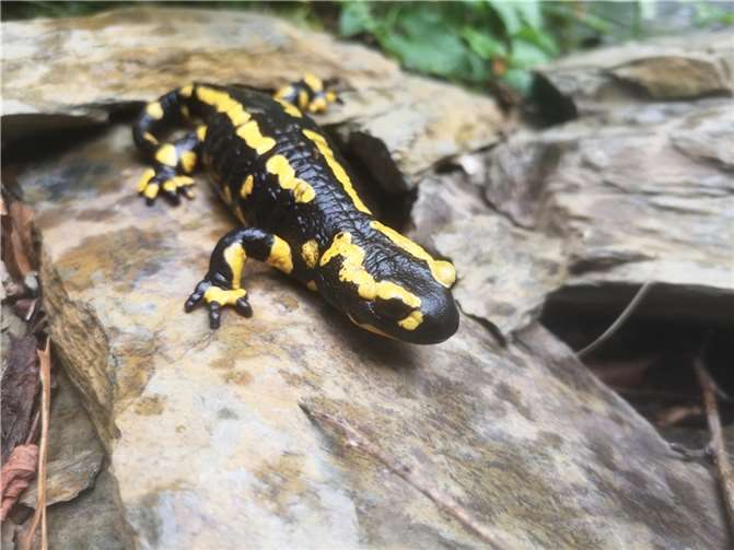 Ein Feuersalamander. Foto: Zoo Neuwied