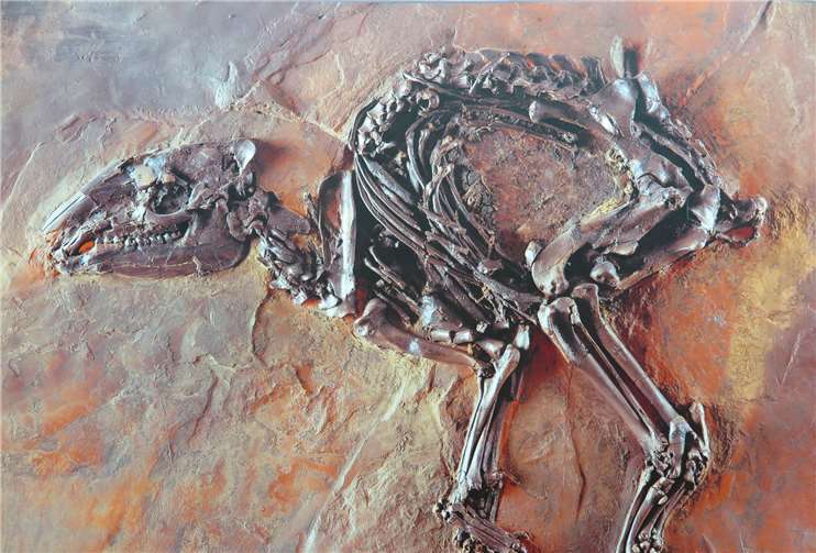 Ein Fossil aus der Grube Messel.