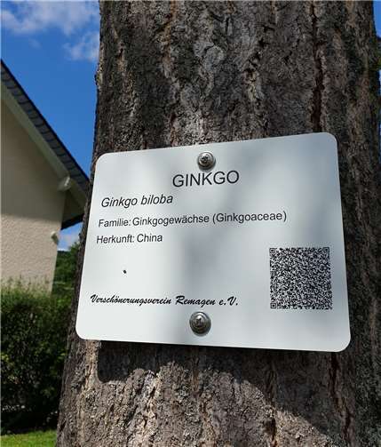 Ein Ginko.