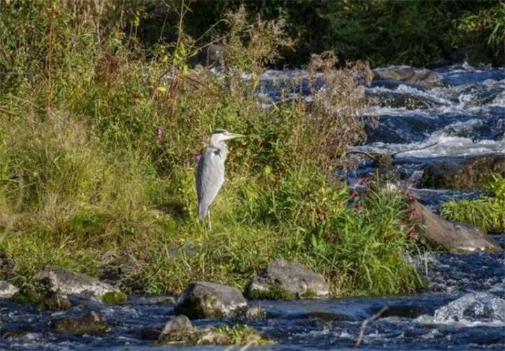 Ein Graureiher am Bachufer der Sieg.