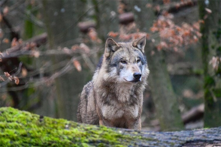 Ein Grauwolf. Foto: Harry Neumann/Naturschutzinitiative e.V. (NI) 