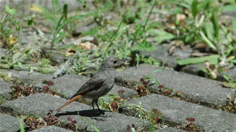 Ein Hausrotschwanzweibchen bei der Futtersuche.  Foto: SGD Nord / Heinz Strunk