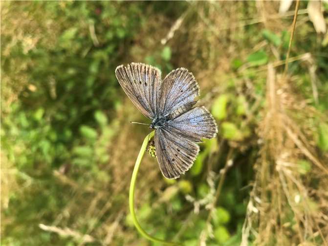 Ein Heller Wiesenknopf-Ameisenbläuling.  Copyright: SNU