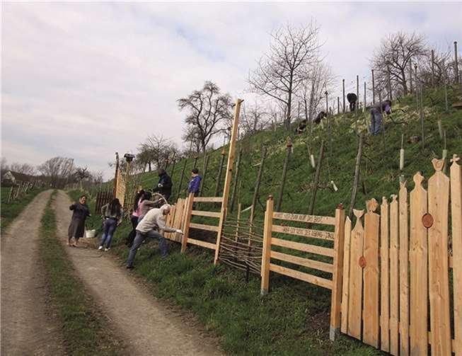 Wettbewerb „Unser Dorf hat Zukunft“ Ein Highlight stellt die Anlegung eines ökologischen Weinbergs dar, verknüpft mit einem Kinder-Kunstprojekt, bei dem die Kinder aus Ton die verschiedensten Skulpturen als Weinberg-Hüter herstellten.