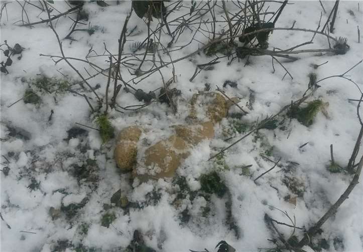 Ein Hund musste nach dem Genuss, obwohl er den Bissen wieder ausgespuckt hatte, in eine Tierklinik.