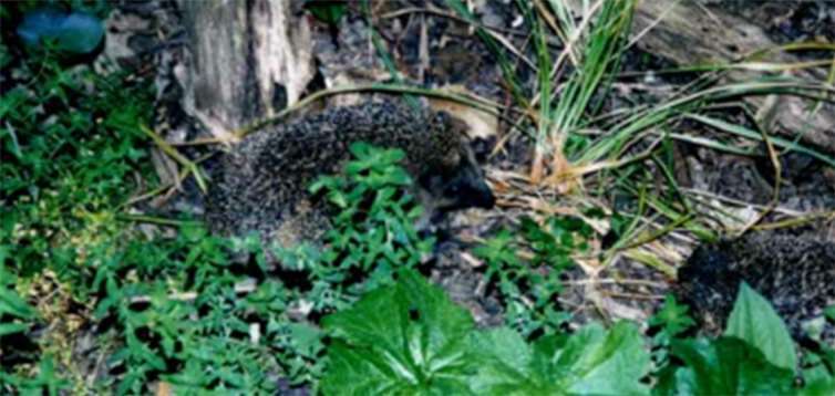 Ein Igelpärchen bei der nächtlichen Futtersuche.Foto: WITE