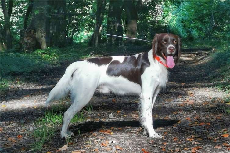 Ein Jagdhund mit GPS-Halsband.  Foto: privat