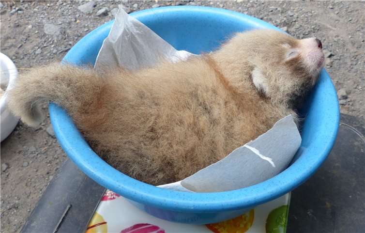 Ein Jungtier der Katzenbären. Foto: Zoo Neuwied