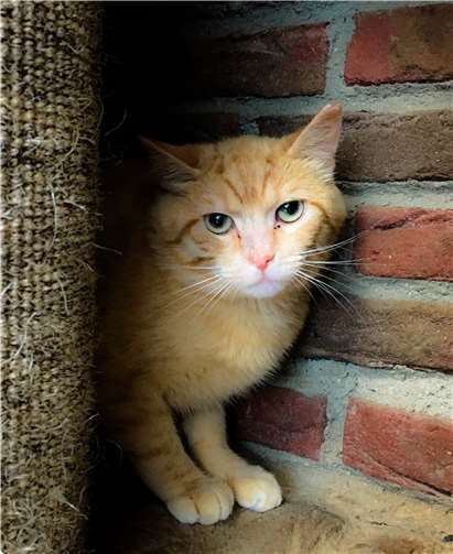Ein Katzenkumpel wäre für Salvadore kein Problem.Foto: Tierheim u. Tierschutzverein Kreis Ahrweiler e.V.