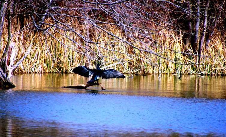 Ein Kormoran in den Thürer Wiesen, aufgenommen von unserem Leser Dietmar Groß.Foto: Dietmar Groß