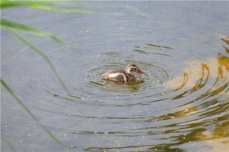Ein Küken der Bernierenten im Zoo Neuwied.