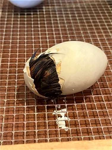 Ein Küken schlüpft. Foto: privat