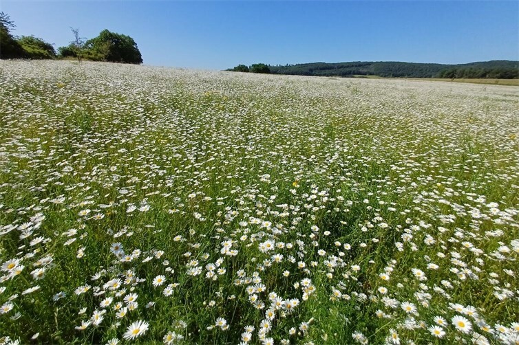 Ein Meer aus Margeriten stand am Kieselberg diesen Sommer in voller Blüte. Hier wurde vor rund 18 Monaten damit begonnen, eine ehemalige Ackerfläche mit heimischen Wildkräutern in artenreiches Grünland umzuwandeln.