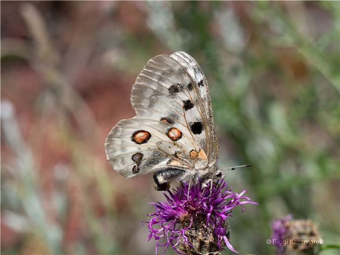 Ein Mosel-Apollo bei der Nektaraufnahme auf einer Flockenblume.  Copyright: Biggi Kaczmarek