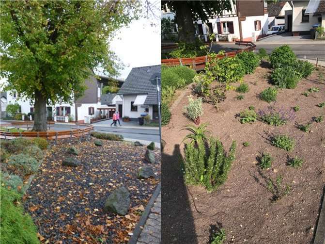 Ein Musterbeispiel aus dem Vorjahr: Die „Schöpp un Hack-Freunde in Rhens“ verwandelten die Fläche um die Kaiserlinde von einer Schotterwüste zu einem Blumenbeet.  Foto: Schöpp un Hack-Freunde Rhens/Birgit Bollinger