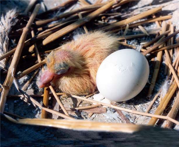 Ein Nestling neben einem Ei.