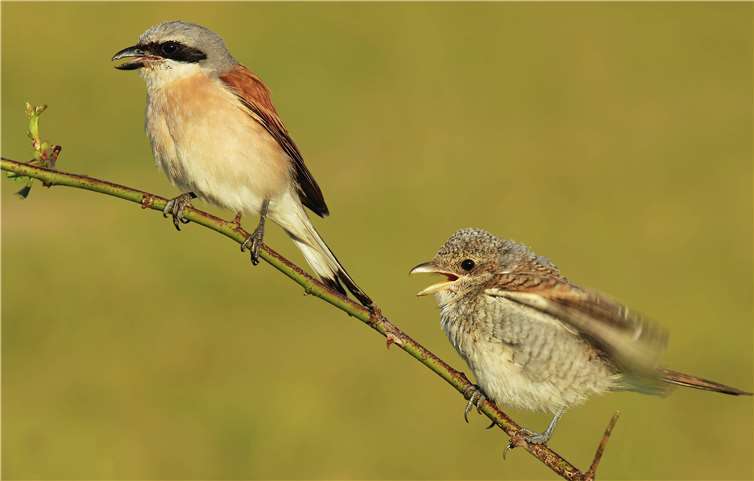 Ein Neuntöter posiert mit Jungvogel. Foto: NABU/Hartmut Knöffel