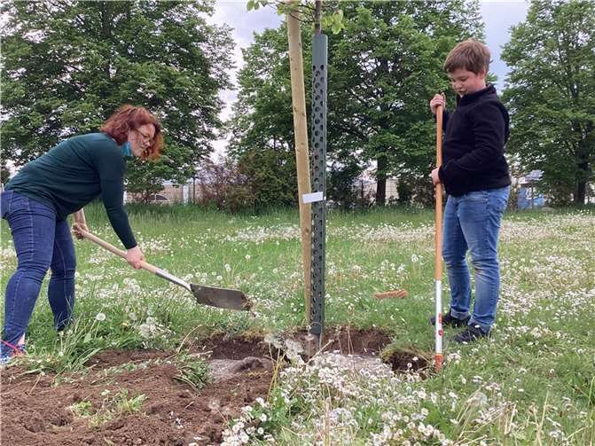 Ein Obstbaum wird gepflanzt. Foto: privat