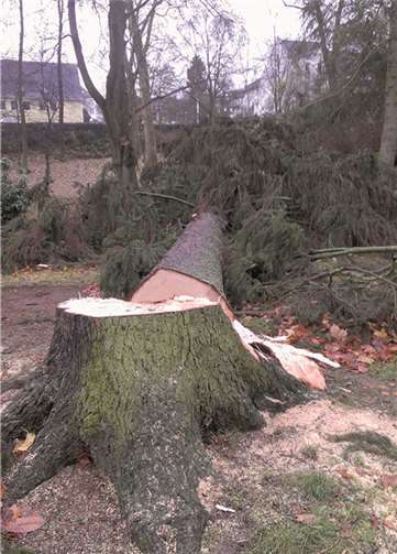 Ein Opfer der Säge. privat