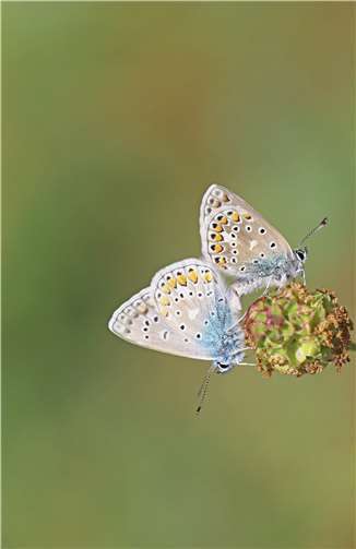 Ein Paar Bläulinge. Foto: Kreisverwaltung