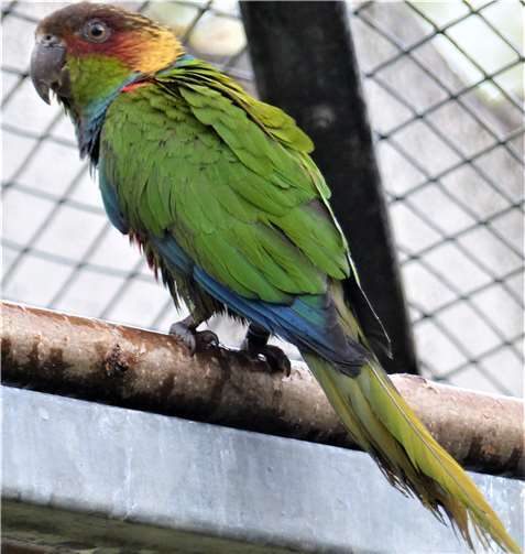 Ein Pärchen Blaulatzsittiche ist im Avimundo, dem Haus für Vögel aus Afrika und Südamerika eingezogen. Foto: Zoo Neuwied
