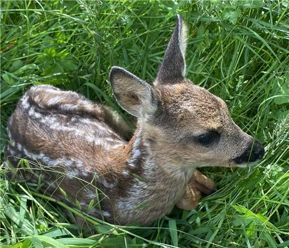 Ein Rehkitz im hohen Gras.  Foto: privat