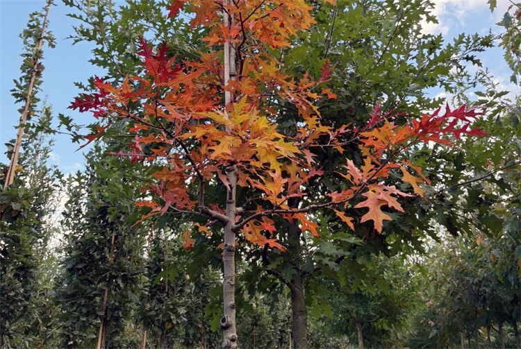 Ein Ring aus Texas-Eichen aus einer Baumschule am Niederrhein, die im Herbst eine kräftig rote Laubfärbung bekommen, wächst künftig auf dem Wallersheimer Kreisel.