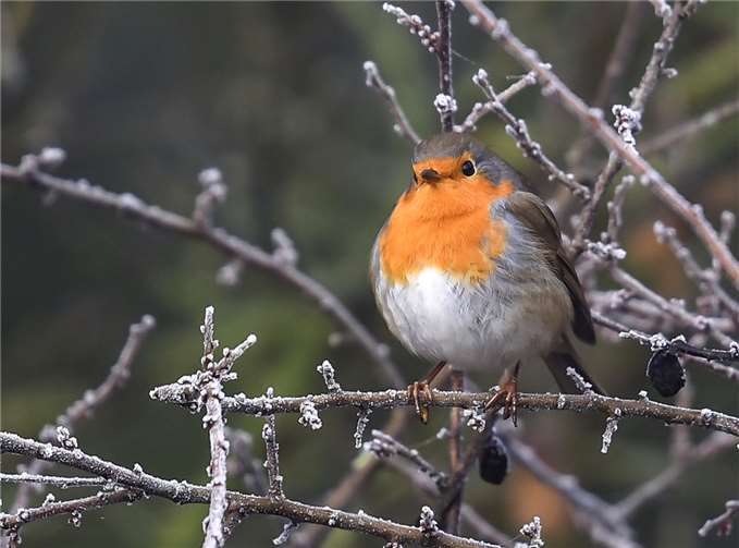 Ein Rotkehlchen. Foto: Axel Aßmann