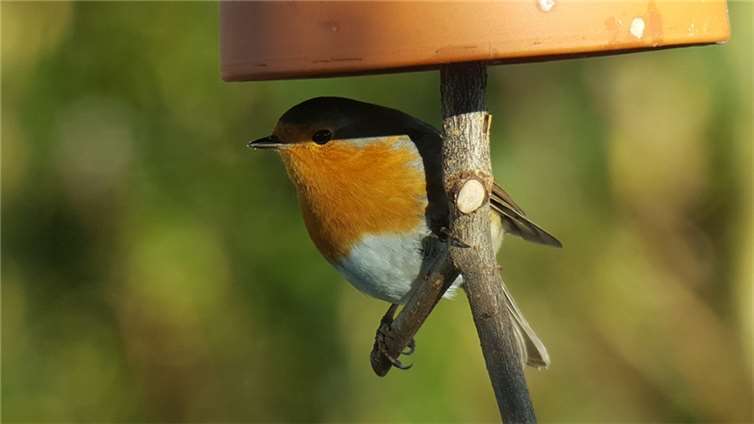 Ein Rotkehlchen, der Vogel des Jahres 2021, an einer Futterglocke.Foto: © SGD Nord