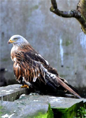 Das Bangen geht weiter: Finanzielle Sorgen begleiten Tierretter tagtäglich Ein Rotmilan in einer Voliere der Wildvogelstation.