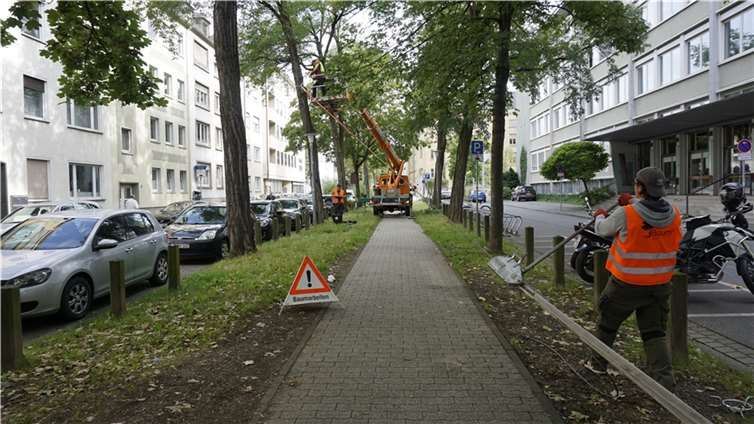 Ein Sachverständigenbüro testet, wie standsicher die Bäume in der Südallee sind. Der Mittelweg muss während der Arbeiten stellenweise kurzzeitig gesperrt werden.  Fotos: Stadt Koblenz/Verena Groß