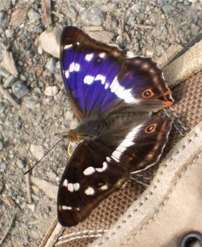 Ein Schillerfalter. privat