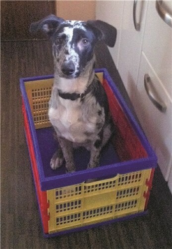 Ein Schnappschuss: Hund im Einkaufskorb. privat