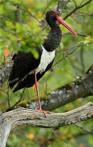 Ein Schwarzstorch. Marcel Weidenfeller