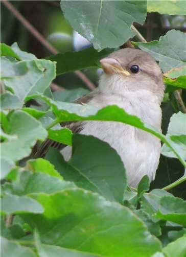 Ein Sperlingjunges. Foto: privat