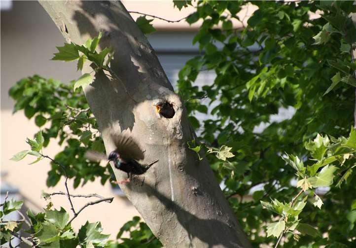 Ein Staren- und ein Meisenpärchen haben sich in einer Platane eingenistet.
