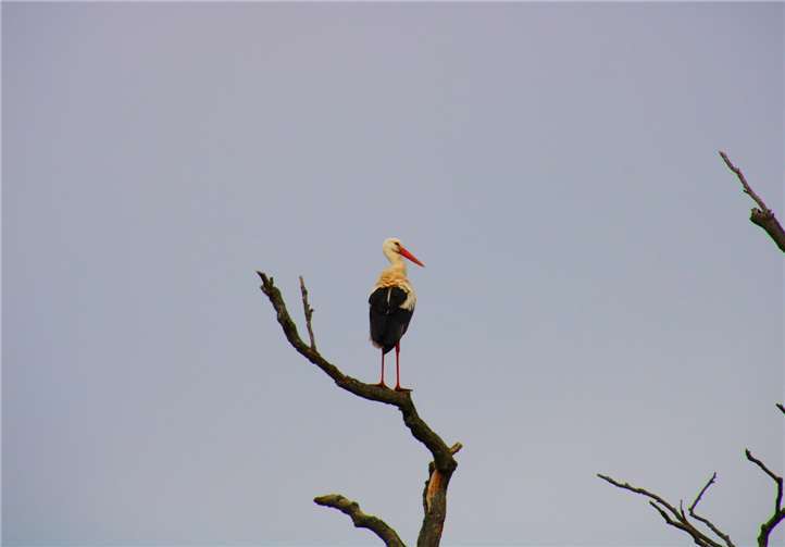 Ein Storch, ein seltener Gast in den Thürer Wiesen. Foto: Dietmar Groß