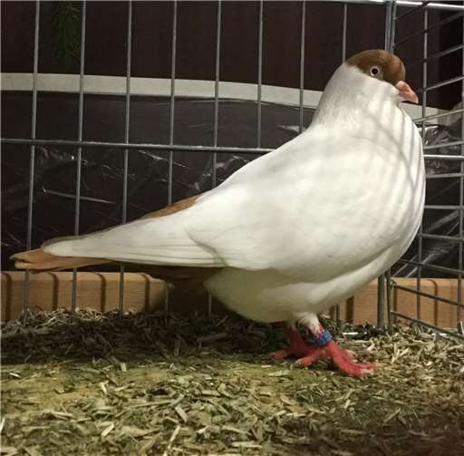 Ein Täuber der gelbfarbigen Kölner Tümmler wurde mit der Höchstnote prämiert.Fotos: privat