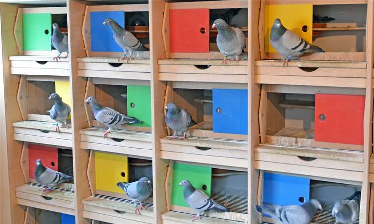 Ein Taubenschlag innen.Privat