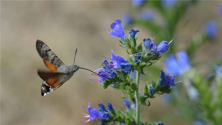 Ein Taubenschwänzchen auf Nektarsuche. Schon kleine Veränderungen im Garten können dazu beitragen, die Artenvielfalt zu schützen.Foto: SGD Nord / Volker Hartmann