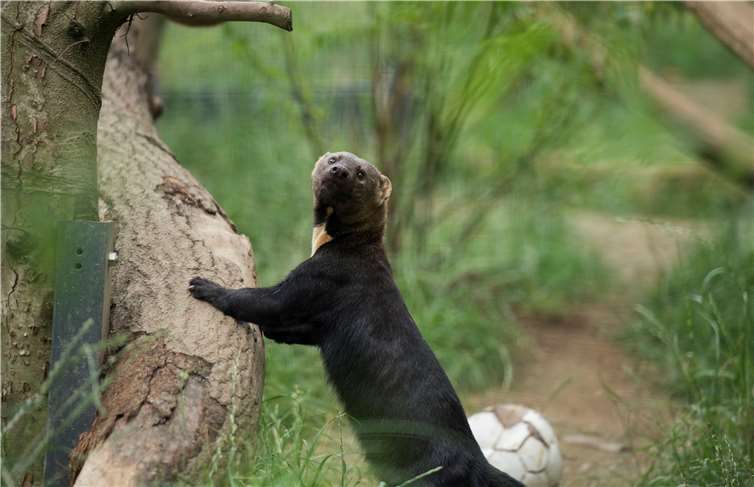 Ein Tayras-Pärchen lebt in einem Gehege in der Prinz Maximilian zu Wied Halle. Fotos: Zoo Neuwied